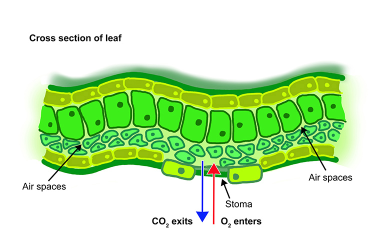 Cross section of a leaf showing how O2 enters and CO2 exits through diffusion